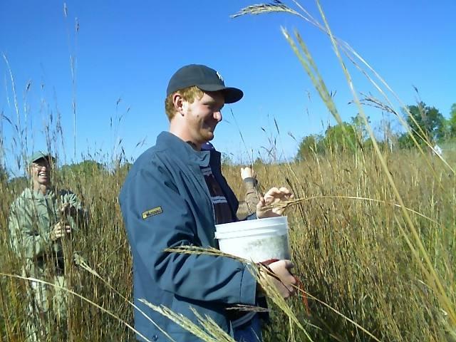 Collecting native grass seed